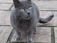 Der wunderschöne BLUE sucht ein ruhiges Zuhause