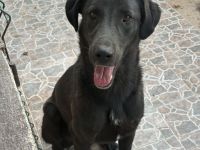 🐾 Kaya – Junghund mit Herz