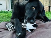 bereits in Deutschland🐾 Kaya – Junghund mit Herz