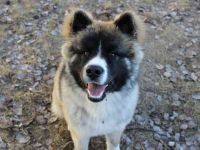 Baldo, Akita-Husky-Mischlingsrüde, 9 Monate jung, Jungspund mit Charme