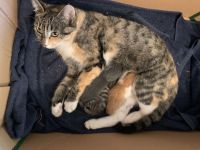 Drei niedliche, junge Hofkater abzugeben