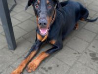 Enzo in 85128 Nassenfels sucht sein Für-immer-Zuhause