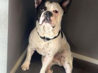 Cesur in 83022 Rosenheim sucht sein Für-immer-Zuhause