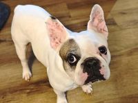 Deejay in 30657 Hannover sucht sein Für-immer-Zuhause