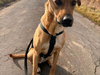 Max auf Pflegestelle in 34576 Homberg Efze sucht sein Für-immer-Zuhause