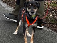 Elke auf Pflegestelle in 48268 Greven sucht ihr Für-imme-Zuhause