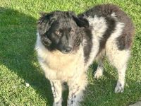 Maja auf Pflegestelle in 51381 Leverkusen sucht ihr Für-immer-Zuhause