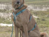 Fred auf Pflegestelle in 49170 Hagen sucht sein Für-immer-Zuhause