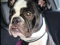 Smilla in 16798 Fürstenberg sucht ihr Für-immer-Zuhause