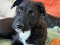 Benito in 70193 Stuttgart sucht sein Für-immer-Zuhause