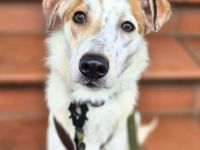 Sky in 55459 Grolsheim sucht ihr Für-immer-Zuhause