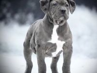 American Bully Hündin XL