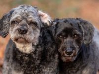 Amy und Terry in 47445 Moers suchen ihr Für-immer-Zuhause