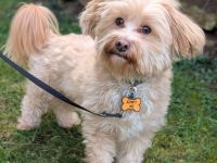 Rudi in 35043 Marburg sucht sein Für-immer-Zuhause