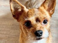 Bobby in 45899 Gelsenkirchen sucht sein Für-immer-Zuhause