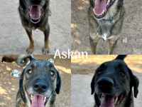🐾 Askan, sanfter Rüde sucht Zuhause