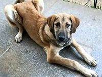 🐾 Kira – junge Hündin mit Herz