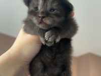 Maincoon/Somali Kitten