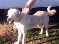 🐾 Umut – treue Begleiterin