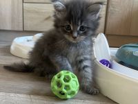 Reinrassige Maine Coon