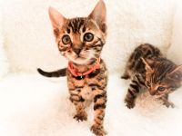 Exklusive Bengal Kitten mit Stammbaum aus Championlinie | 10 Tests + Herzultraschall