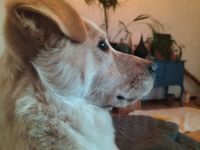 Kasimus sucht ein ländliches Zuhause