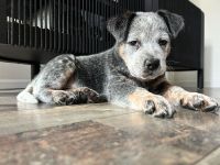 FCI Australian Cattle Dog (Blue Heeler)