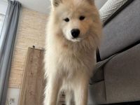 Über Loki – ein echter Prinz Charming