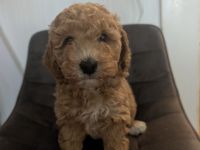 Cockapoo Zwergpudel Rüde in Apricot/weiß Hündin in schwarz glanz an Hunde Katzen gewöhnt
