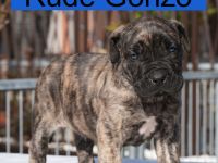 Presa Canario Welpen der S-Klasse mit Papiere, Deutsche Zucht!