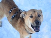 Meira - freundliche Hündin sucht ihr Für-Immer-Zuhause