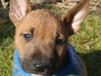 Miniatur Bullterrier Welpe