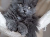 Maine Coon Kitten