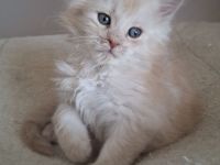 Maine Coon Kitten