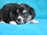 liebe reinrassige Border Collie Welpen Rüden