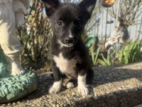 Chihuahua Mix Fenja sucht ein Zuhause