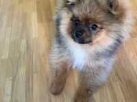 Pomeranian Jung Hündin Tricolor