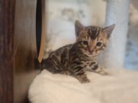 Reinrassige Bengalkitten mit Stammbaum