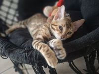 Flash Reinrassiger Bengalkaterchen mit Stammbaum