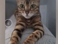 Reinrassige Bengalkitten mit Stammbaum