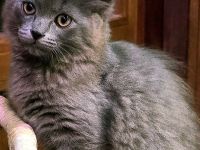 Ragdoll- und Nebelung-Mädchen