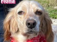 Fiona, 02/22 - zarte Seele mit großem Herzen