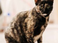 Die süße Mimi wartet auf ein Zuhause mit Katzenkumpeline(n)