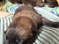 Malinois Welpen