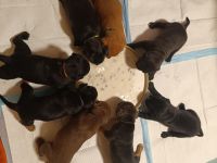 American Bully / boxer-labradormix Welpen zu verkaufen