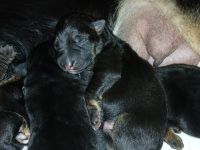 deutsche Schäferhundwelpen