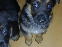 deutsche Schäferhundwelpen