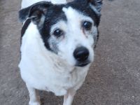 Xipsy sucht Altersruhesitz