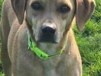 Fitz; Hound-Mischling (zur Pflege 59423 Unna)