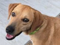 Fitz; Hound-Mischling (zur Pflege 59423 Unna)